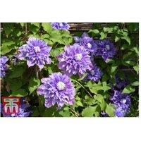 Clematis 'Multi Blue' Flowering Climbing Plant - Double Blooms, 1 or 3 Pots