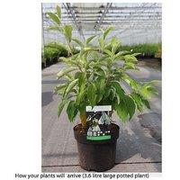 Carolina Silverbell Flowering Tree - Snowdrop Blooms, 3.6L Pot