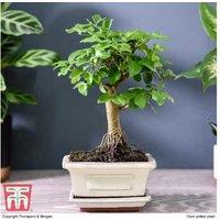Evergreen Bonsai Ligustrum Tree in Ceramic Pot - Indoor or Outdoor