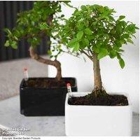 Gift Bonsai Tree Mix - Indoor Miniature Trees Kit for All Levels