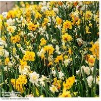 Narcissus Daffodil Bulbs - Hardy Spring Flowering Perennial