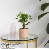 Indoor Bonsai Tree Mix in Round Ceramic Pot - Easy-Care Houseplant Gift