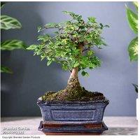 Bonsai Zelkova Tree in Ceramic Pot - Deciduous Indoor/Outdoor Specimen