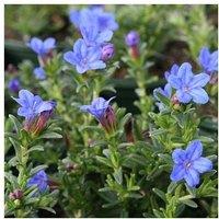 Lithodora diffusa 'Heavenly Blue' - Evergreen Flowering Ground Cover