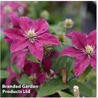 Clematis 'Niobe' Flowering Perennial - 1, 2 or 3 Climbing Plants