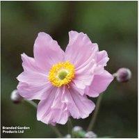 Anemone Queen Charlotte Hardy Flowering Perennial - 90cm Pink Blooms