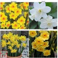 Mixed Dwarf Daffodil Bulbs - Miniature Spring Flowering Narcissus (60 or 120 Pack)