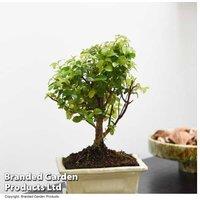 Sageretia Bonsai Tree - Evergreen Indoor Plant in Ceramic Pot