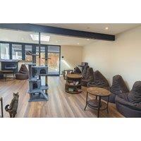 90-Minute Cat Cafe Entry with Drink & Pastry