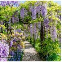 Wisteria sinensis Flowering Climbing Plant - Potted, Hardy, Fragrant