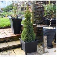 Picea glauca 'Albertiana Conica' Evergreen Conifer Tree - Compact, Hardy, Year-Round Interest