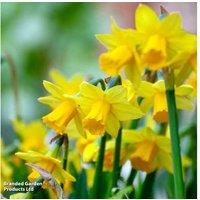 Narcissus 'Tete-a-Tete' Flowering Bulbs in Cream Zinc Pot - Indoor Spring Gift