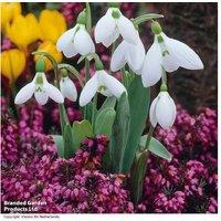Single Snowdrop Bulbs in Zinc Pot - Flowering Spring Perennial Gift