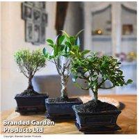 Indoor Bonsai Tree Mix in 16cm Japanese-Style Ceramic Pot
