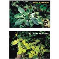 Maxicrop Original Seaweed Extract - Plant Growth Booster, 500ml