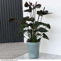 Anthurium 'Black Love' Indoor Flowering Houseplant - Air Purifying, Easy Care