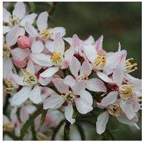Choisya ternata 'Apple Blossom' - Evergreen Flowering Shrub for Gardens