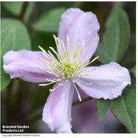 Clematis montana 'Elizabeth' Flowering Climber - RHS AGM, 10m Tall