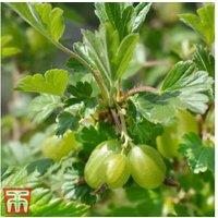 Gooseberry Hinnonmaki Green - Hardy Fruit Bush, Mildew Resistant, 120cm