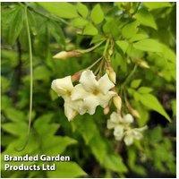 Jasminum Officinale 'Clotted Cream' - Deciduous Flowering Climber