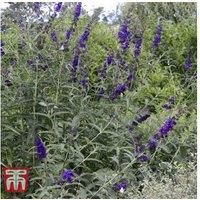 Buddleja Davidii 'Black Knight' Flowering Shrub - Drought Resistant, Wildlife Friendly, 2.5m Mature Height
