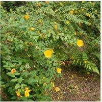Hypericum 'Hidcote' Evergreen Flowering Shrub - Golden Yellow Blooms