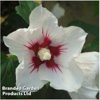 Hibiscus Syriacus 'Red Heart' Flowering Shrub - Summer Blooms