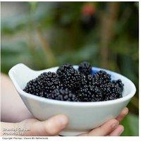 Mulberry 'Charlotte Russe' Mojo Berry Compact Fruit Tree - RHS Winner