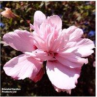 Hibiscus Syriacus 'Pink Chiffon' Flowering Deciduous Shrub - Hardy, Late Summer Blooms