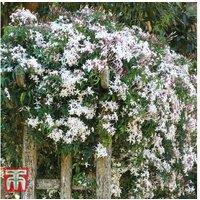 Jasminum Officinale Flowering Climbing Shrub - Fragrant Potted Plant
