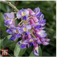 Wisteria macrostachya 'Blue Moon' Flowering Hardy Shrub