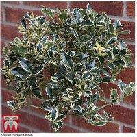 Holly 'Argentea Marginata' Evergreen Shrub - Silver-Edged Foliage