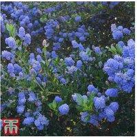 Ceanothus 'Italian Skies' Flowering Evergreen Shrub - RHS AGM