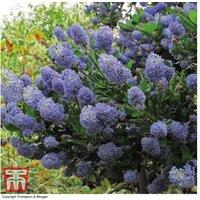 Ceanothus 'Concha' Evergreen Flowering Shrub - Blue Blooms