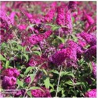 Buddleja davidii 'Miss Ruby' Flowering Shrub - Butterfly Bush, Summer Bloomer