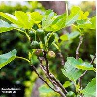 Fig Tree 'Brown Turkey' - Hardy Outdoor Fruit Plant, 3 Litre Pot