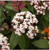 Viburnum tinus 'Spirit' Evergreen Flowering Shrub - 2m Tall