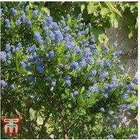 Ceanothus Thyrsiflorus 'Skylark' - Compact Flowering Evergreen Shrub
