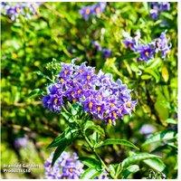 Solanum Crispum 'Glasnevin' - Flowering Climbing Perennial for Fences & Walls