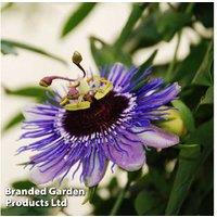 Passiflora 'Purple Haze' Flowering Perennial - Hardy Exotic Climber
