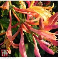 Honeysuckle 'Gold Flame' Flowering Climbing Shrub - Summer Blooms