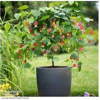 Abutilon megapotamicum Perennial Flowering Shrub - Vibrant Yellow & Red Blooms