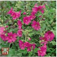 Lavatera x clementii 'Burgundy Wine' Flowering Shrub - Semi-Evergreen, RHS AGM Winner