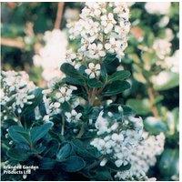 Escallonia 'Iveyi' Evergreen Flowering Shrub - 250cm White Blooms