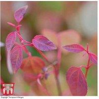 Fragrant Katsura Tree (Cercidiphyllum japonicum) - 3.6L Pot, Compact Scented Tree