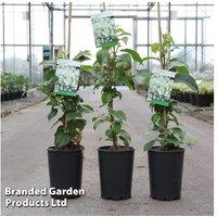 Hydrangea anomala 'Semiola' - Semi-Evergreen Climbing Shrub