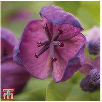 Akebia Quinata Hardy Flowering Climbing Vine - Rare Spring Interest