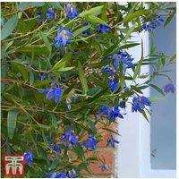 Sollya heterophylla 'Ultra Blue' Flowering Perennial - Potted Plant