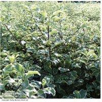 Pittosporum Tenuifolium 'Variegatum' Evergreen Shrub - Low Maintenance, Year-Round Interest