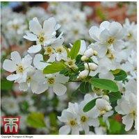 Exochorda 'The Bride' Flowering Hardy Shrub - 2m Tall, White Blooms